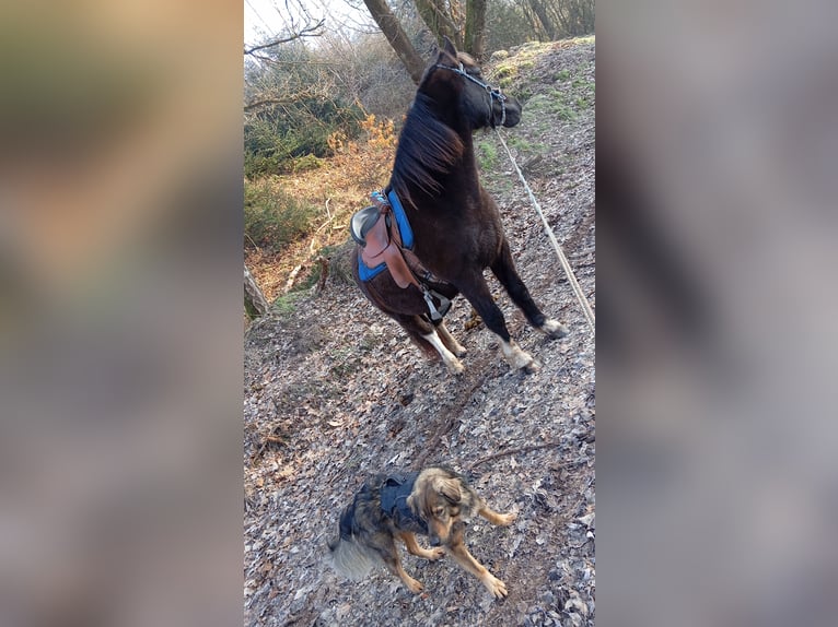 2 Plätze im Offenstall frei , Dorste 