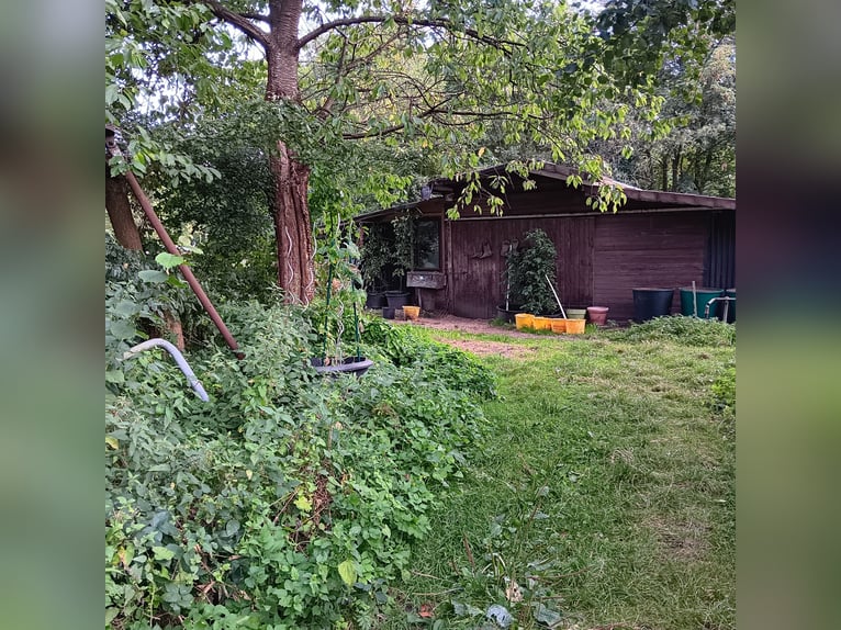 2 plazas en box para yegua de Islandés o poni en Appen-Etz
