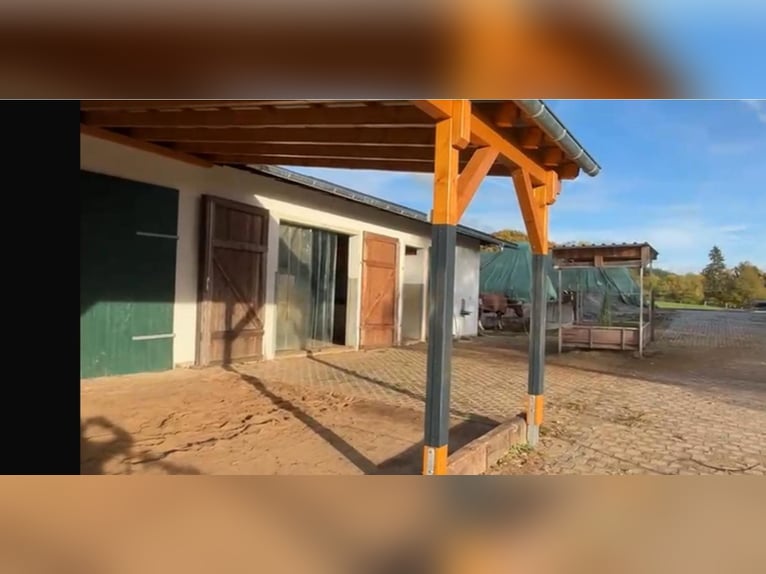 2 puestos en establo abierto para caballos jubilados o con alergias (caballos castrados)