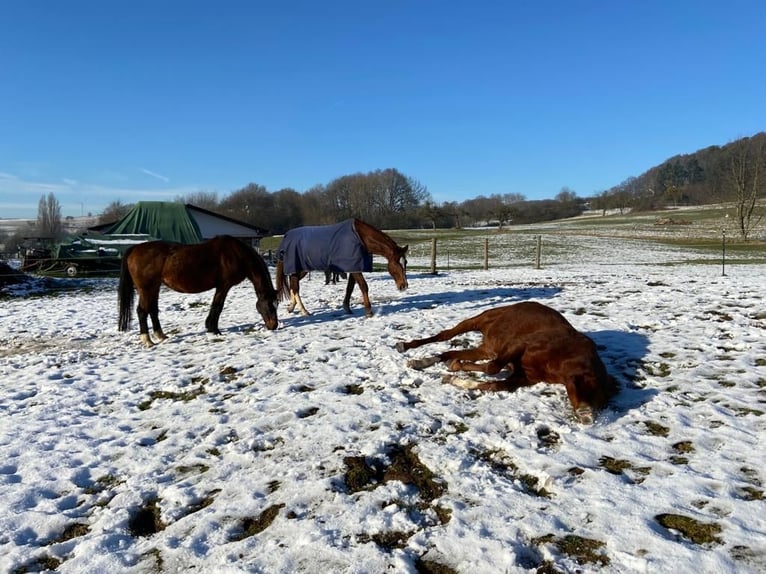 2 puestos en establo abierto para caballos jubilados o con alergias (caballos castrados)