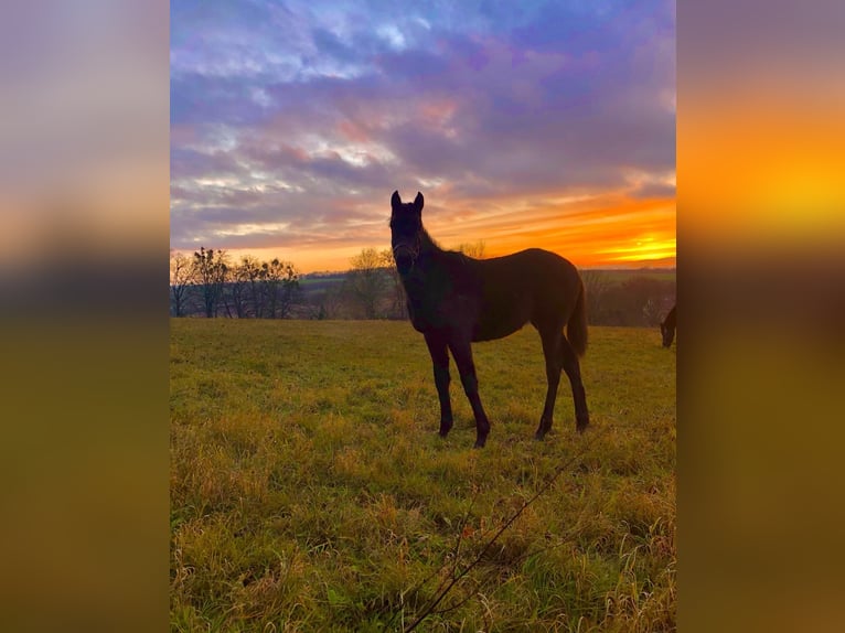 Alimentación para caballos y ponis no montables / cuidado para caballos jubilados