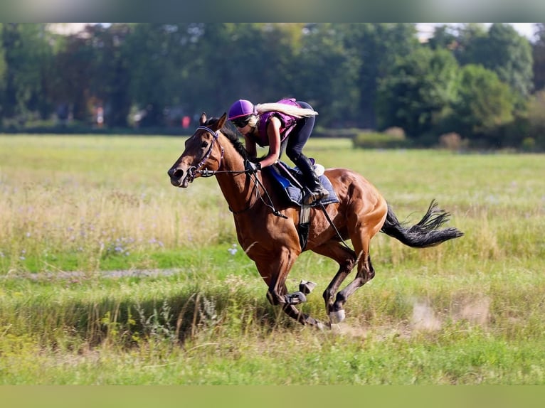 Alimentación para caballos y ponis no montables / cuidado para caballos jubilados