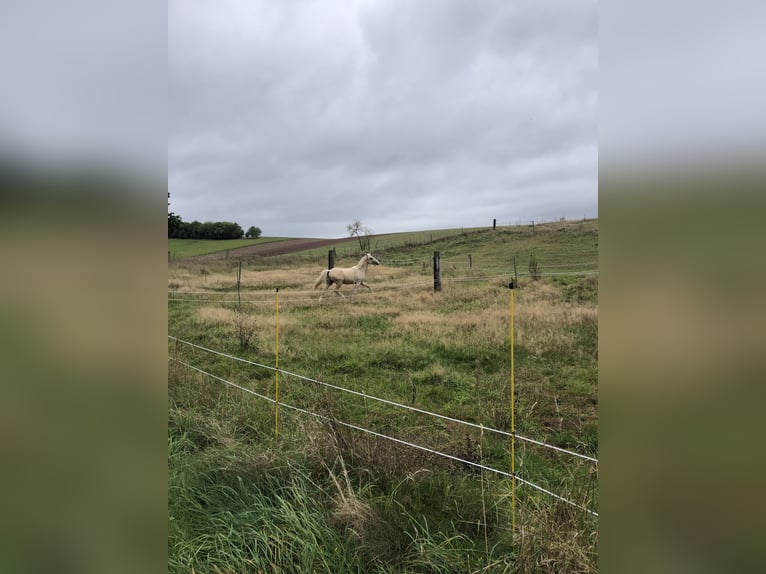 Alimentación para caballos y ponis no montables / cuidado para caballos jubilados