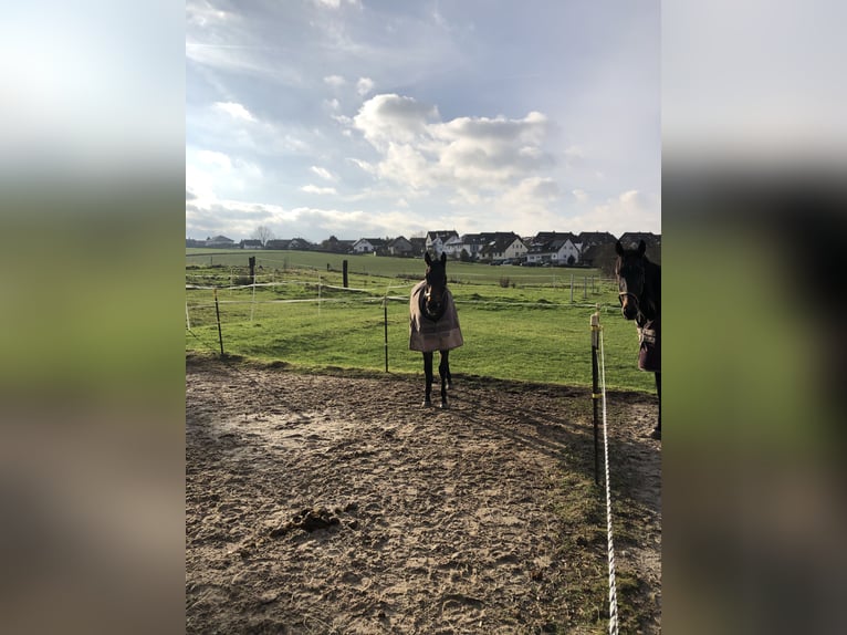 Alimentación para caballos y ponis no montables / cuidado para caballos jubilados