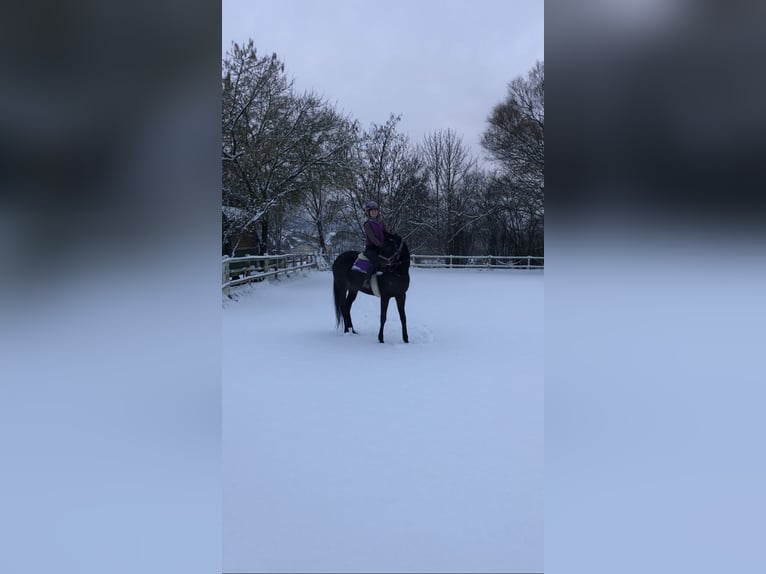 Alimentación para caballos y ponis no montables / cuidado para caballos jubilados
