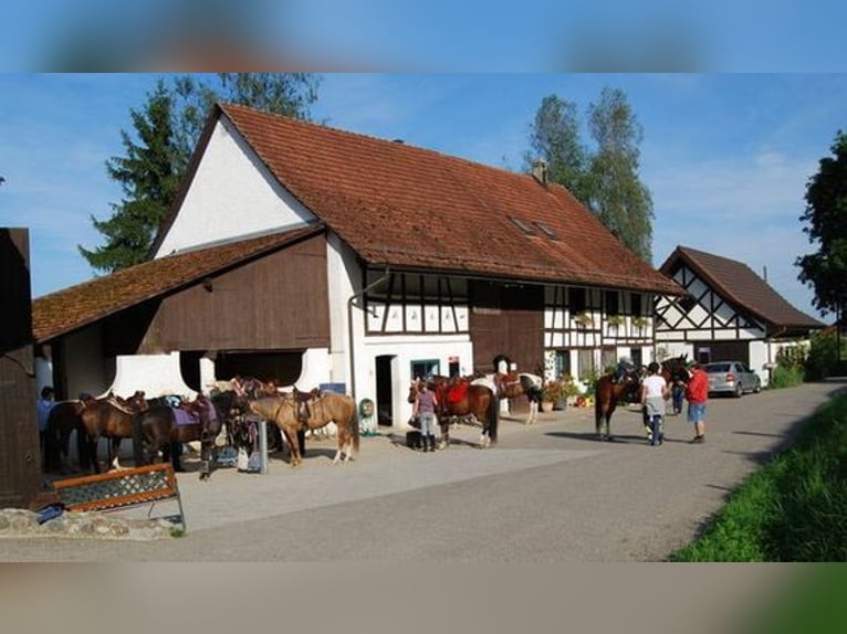 Birkenhof Pferdepension in Bachs