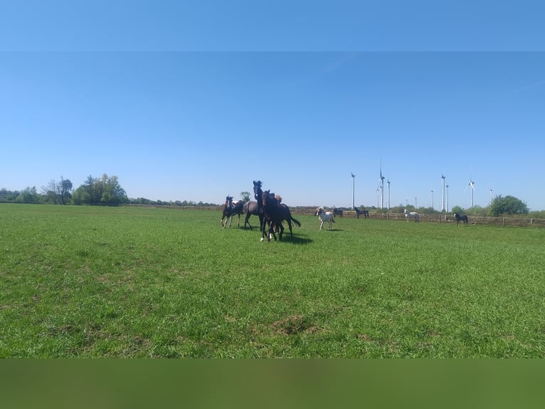 Boxes grupales, paddock libre, estabulación en pensión