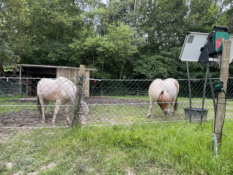 Busco compañeros para un grupo privado de propietarios de Shetland ponis.