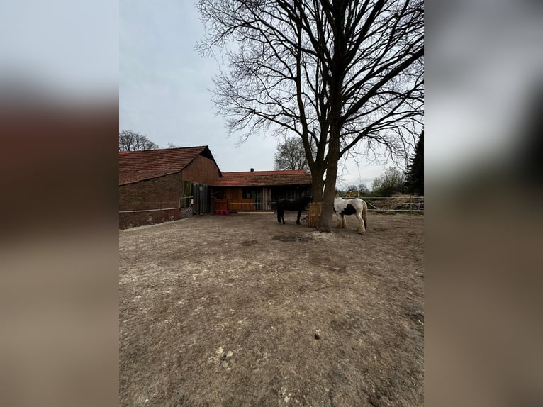 Dos puestos en paddock para caballos castrados disponibles de inmediato