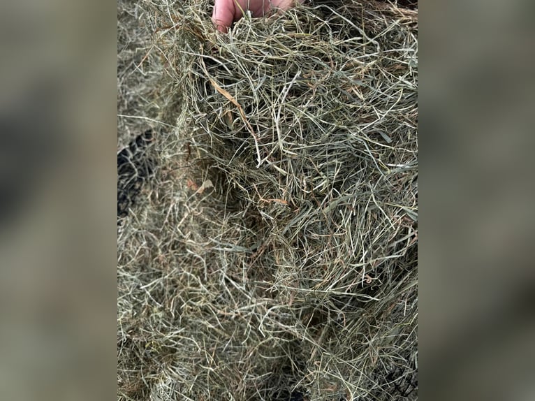 Dos puestos en paddock para caballos castrados disponibles de inmediato