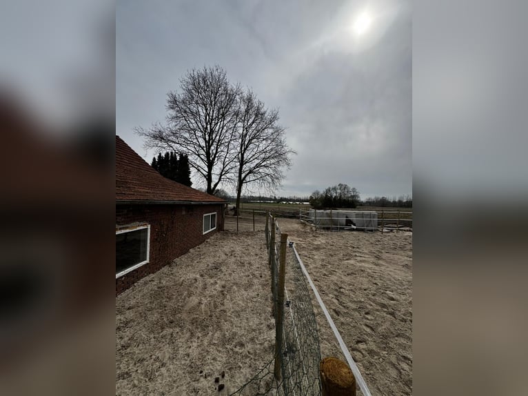 Dos puestos en paddock para caballos castrados disponibles de inmediato