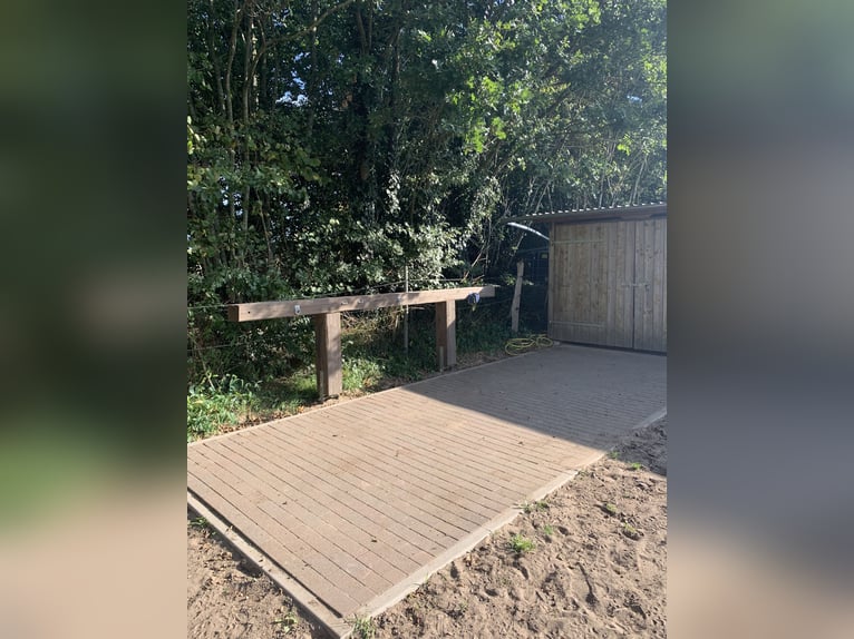Ein Platz im Offenstall frei