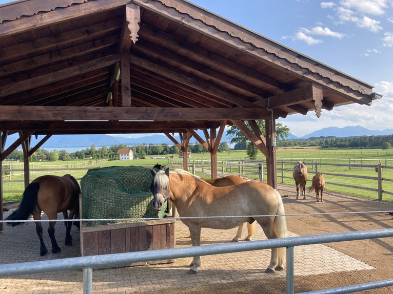 Einstellplatz im Offenstall mit Trail frei - nur Stuten 