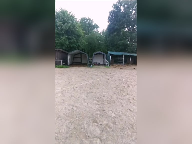 Espacio disponible en establo abierto