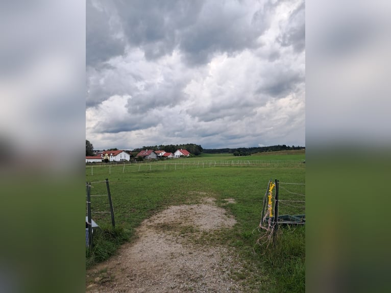 Espacio disponible en paddock abierto, adecuado para caballos de rehabilitación.