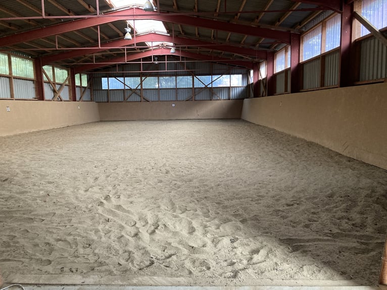 Espacio disponible en un grupo de caballos castrados