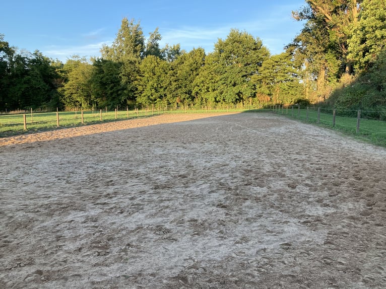 Espacio disponible en un grupo de caballos castrados