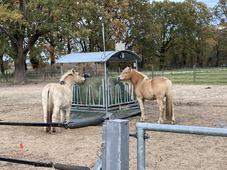 Espacio disponible en un grupo de caballos castrados