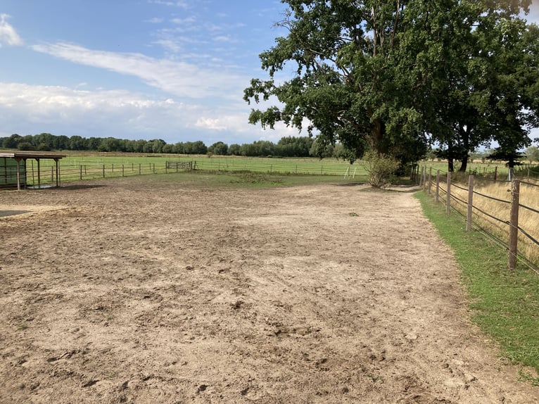 Espacio disponible en un grupo de caballos castrados
