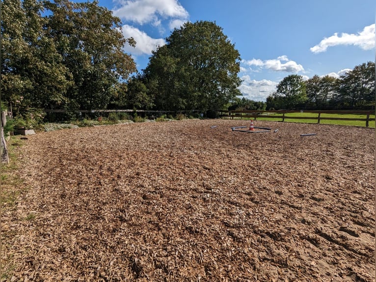 Espacio disponible para establador – Paddock abierto – Buscamos establador – Por caballo