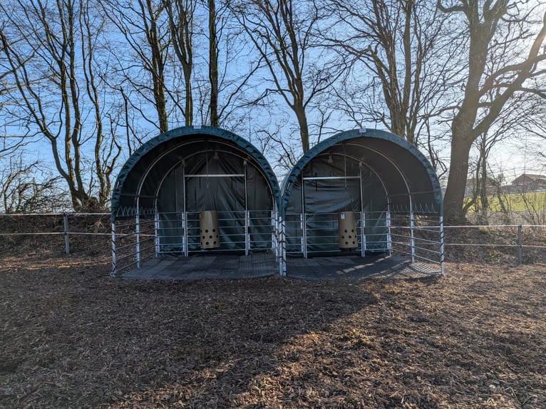 Espacio disponible para establador – Paddock abierto – Buscamos establador – Por caballo