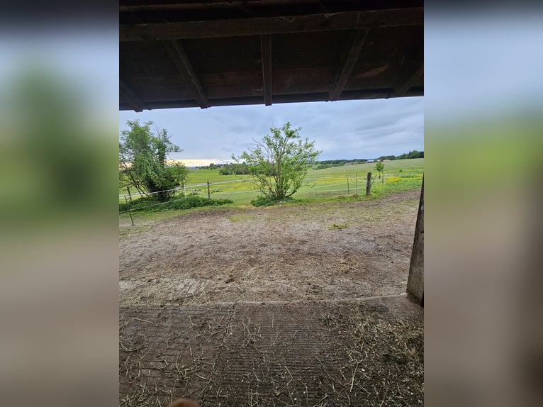 Espacio disponible para un caballo castrado en un paddock abierto de 2 caballos, apto para asmáticos