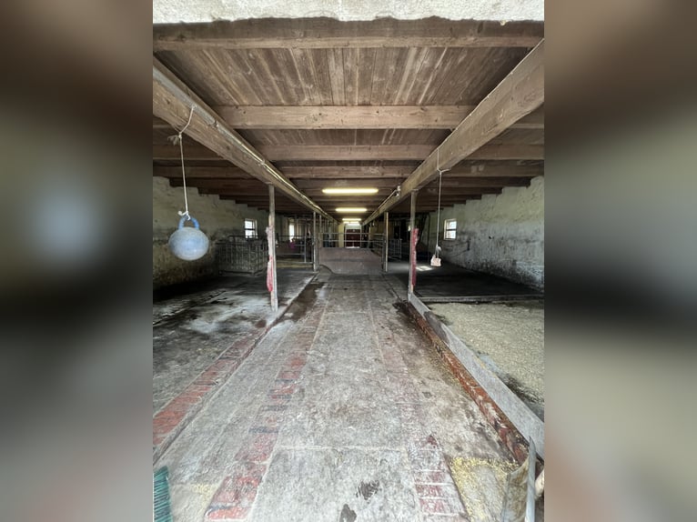 Espacio en establo abierto disponible para 2 ponis