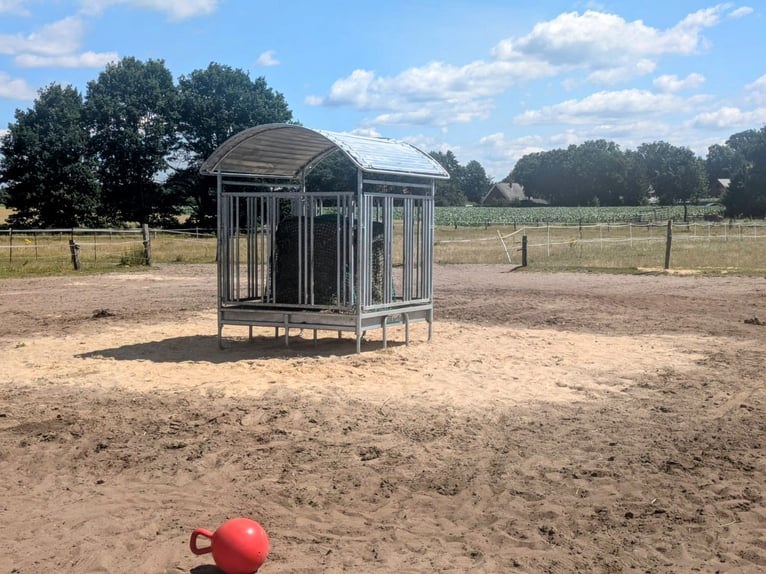 Espacio en establo abierto para un potro en 21259 Otter