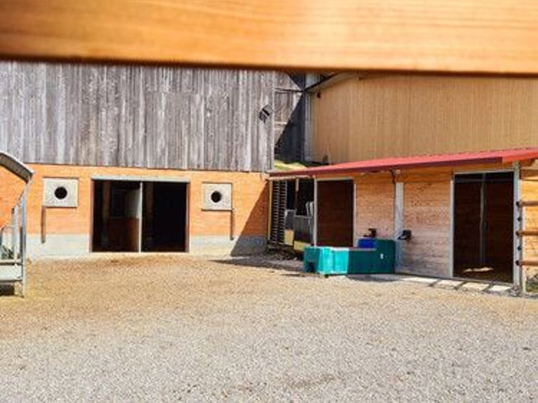 Espacio en establo abierto, pensión completa en la finca Hof zum Rössli