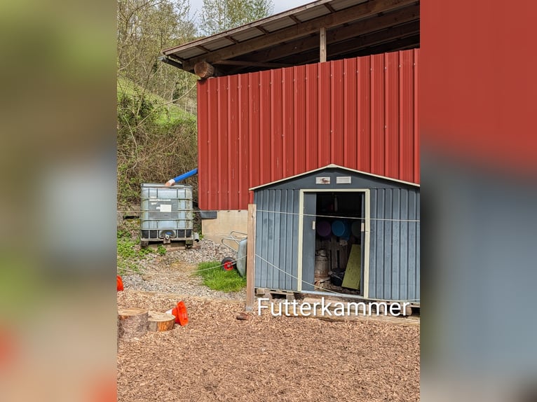 Espacio en establo de acceso libre disponible para 1-2 caballos