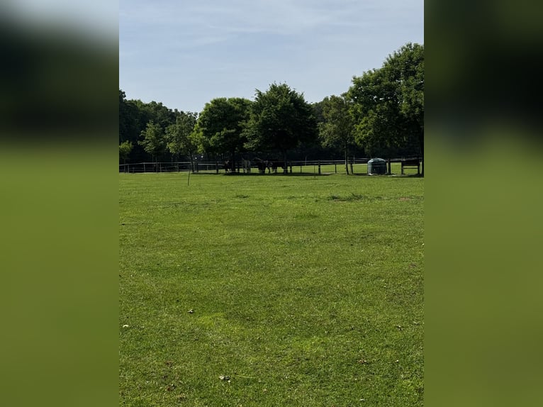 Espacio en paddock en un grupo de caballos castrados a partir del 1 de julio de 2026.