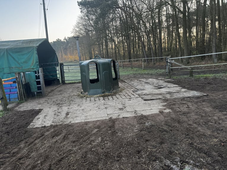 Espacio en paddock en un grupo de caballos castrados a partir del 1 de julio de 2026.