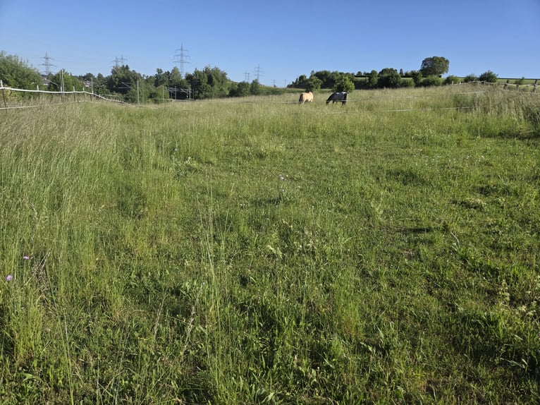 Espacio en paddock libre para un caballo castrado disponible