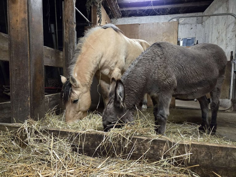 Espacio en paddock libre para un caballo castrado disponible