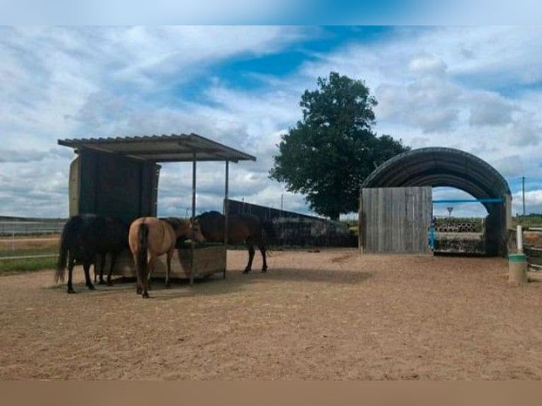 Espacios de estabulación en un ambiente tranquilo