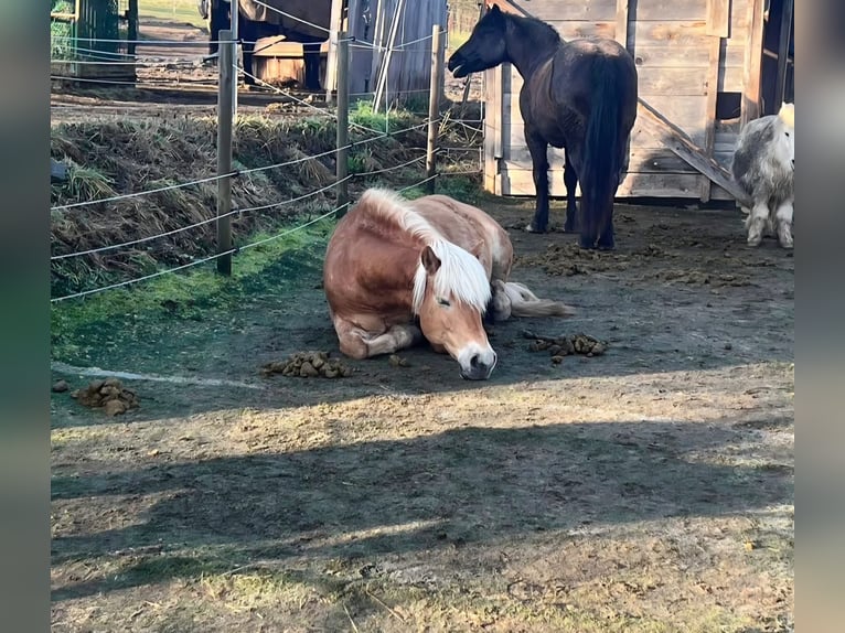 Espacios disponibles // Paddock privado // Box de paseo