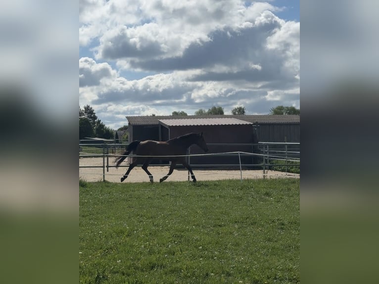 Espacios en paddock libre y puestos en el prado disponibles a partir del 1 de mayo de 2026