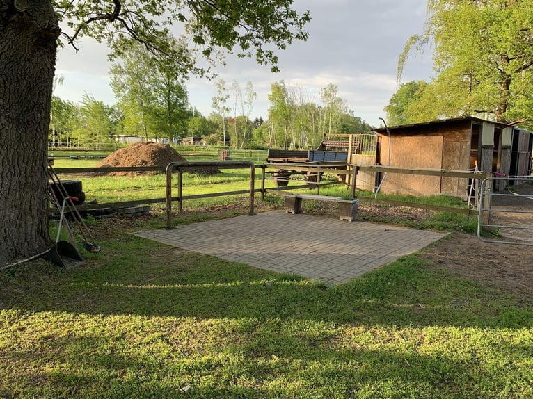 Espacios en paddock para yeguas y caballos castrados en Bernau