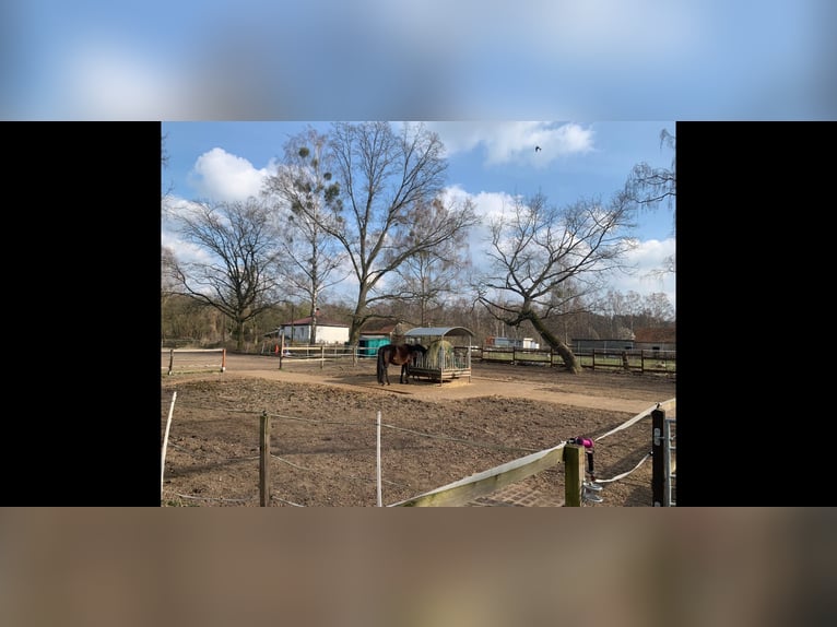 Espacios en paddock para yeguas y caballos castrados en Bernau