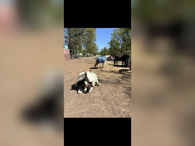 Espacios en paddock para yeguas y caballos castrados en Bernau