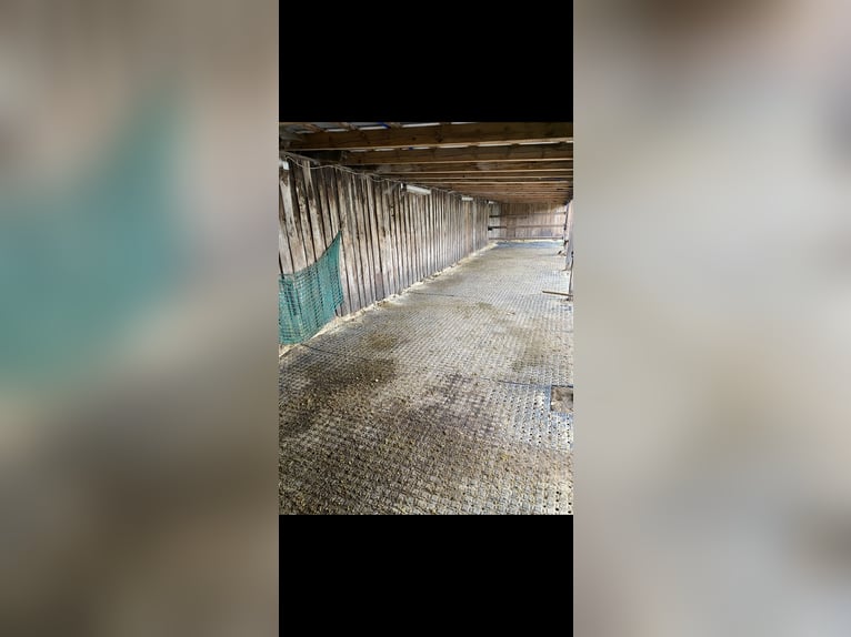 Establo abierto / box disponible, pradera, pista de doma, pista cubierta, round pen cubierto