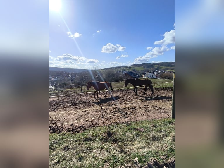 Establo abierto con 1 a 2 plazas disponibles