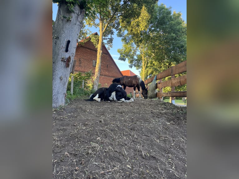 Establo abierto con un pequeño sendero de paddock