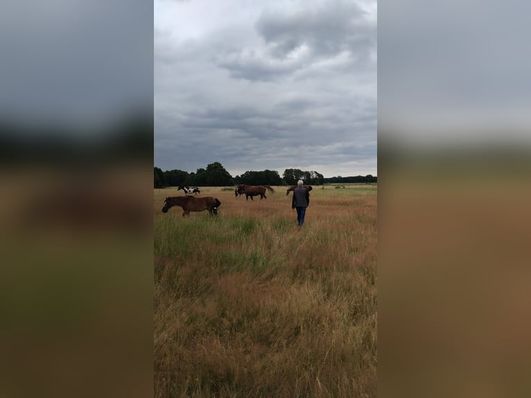Establo abierto en 31535