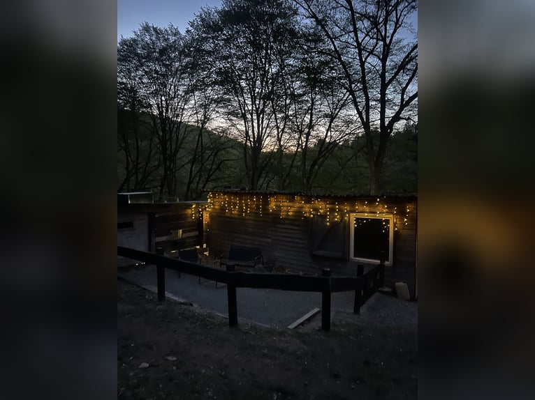 Establo abierto, espacio en pasto, ponis islandeses – robustos.