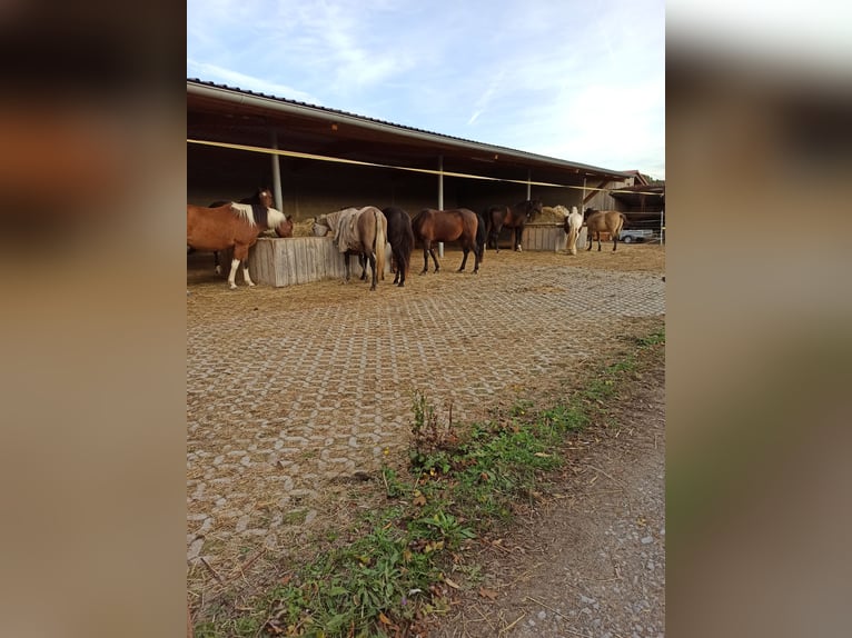 Establo abierto - Paddock para un caballo, potro joven o semental en entrenamiento