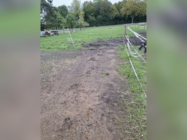 Establo abierto para 2 caballos en alquiler en Nordkirchen 59394