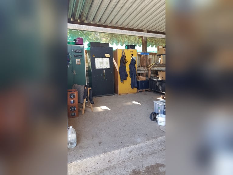 Establo abierto para alérgicos y asmáticos