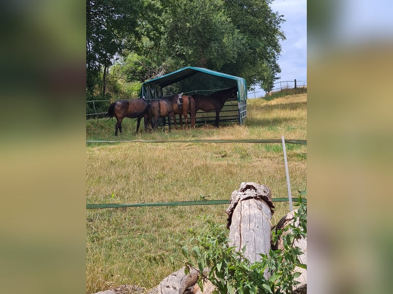 Establo abierto para alérgicos y asmáticos