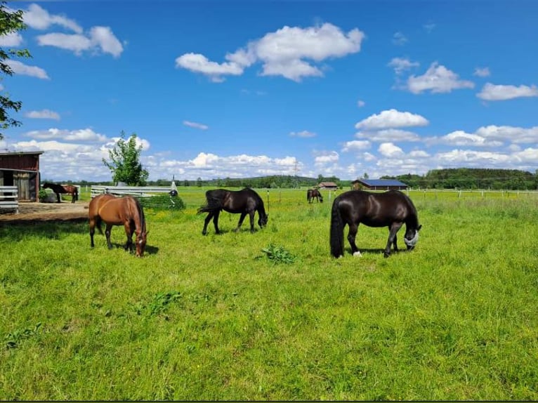 Establo abierto para caballos castrados, 3 de 5 plazas disponibles